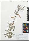 Foto von Salix excelsa S. G. Gmel.
